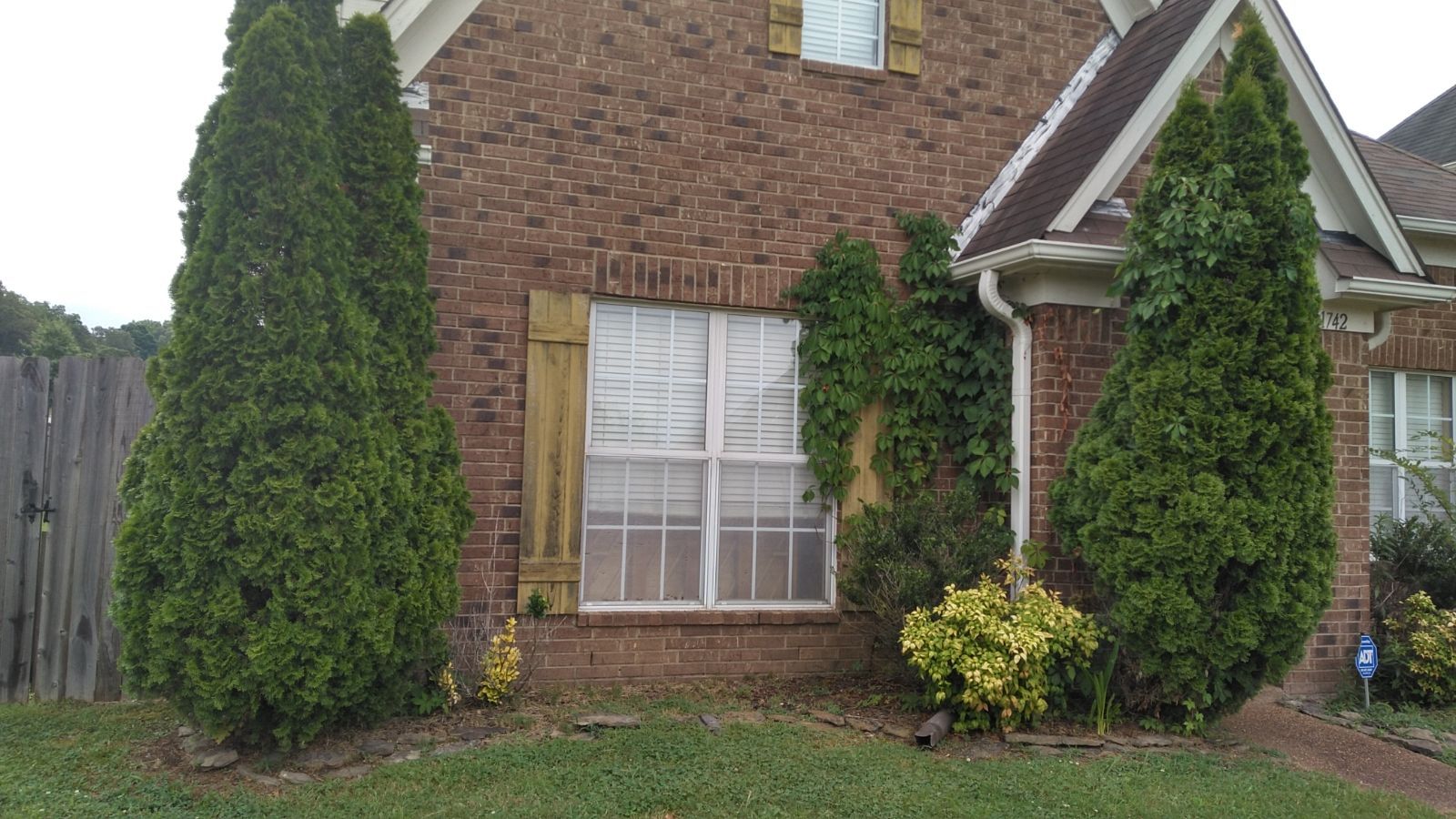 A brick house with two tall, green evergreen trees on either side of a window. Yellow shutters are visible.