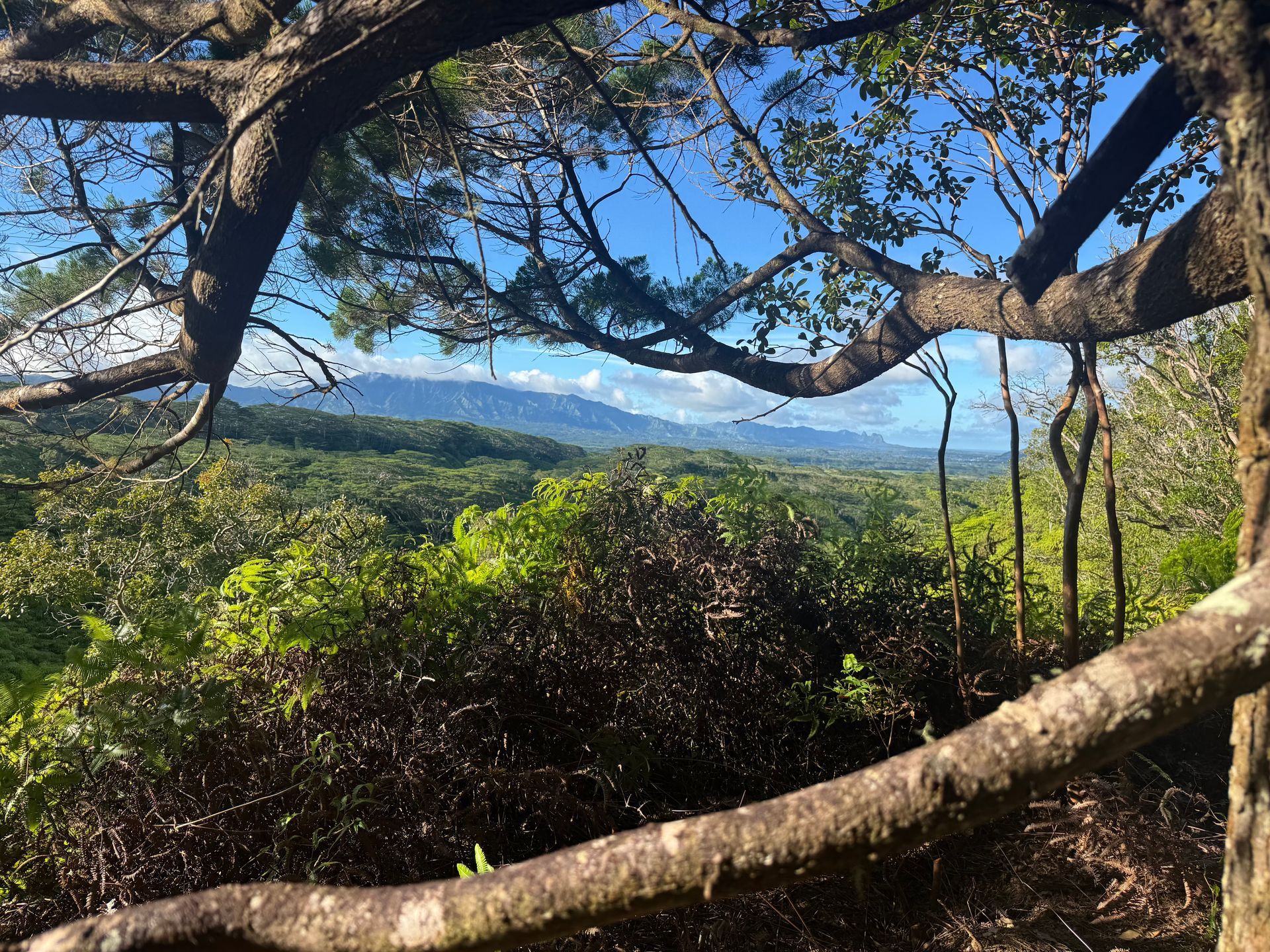 Forest overlook with tree branches framing a distant blue mountain range under a clear sky