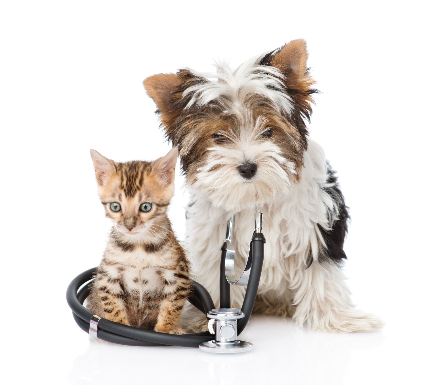 Medicina veterinaria