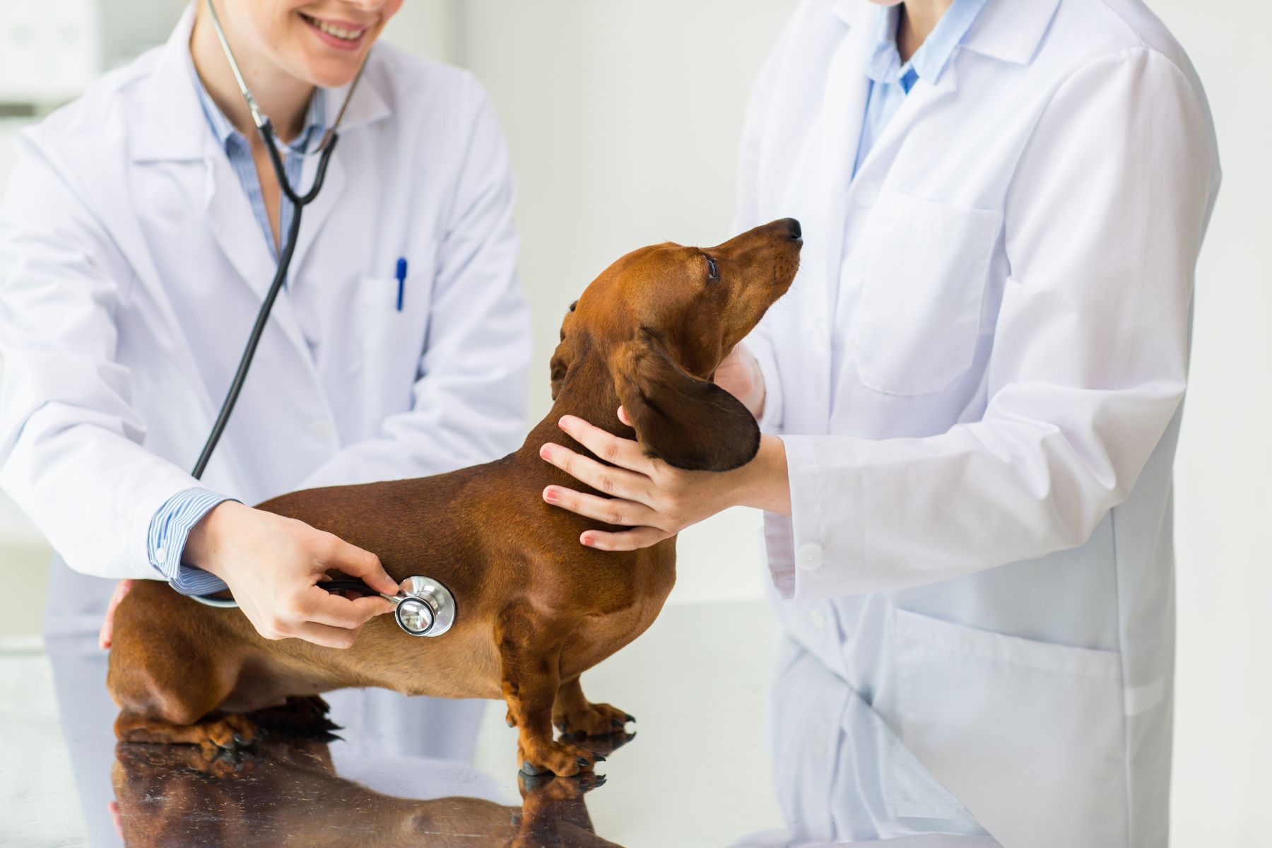 Visita veterinaria a un cane