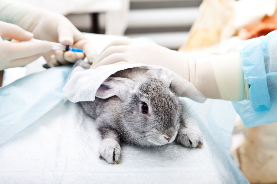 Visita veterinaria a un coniglio