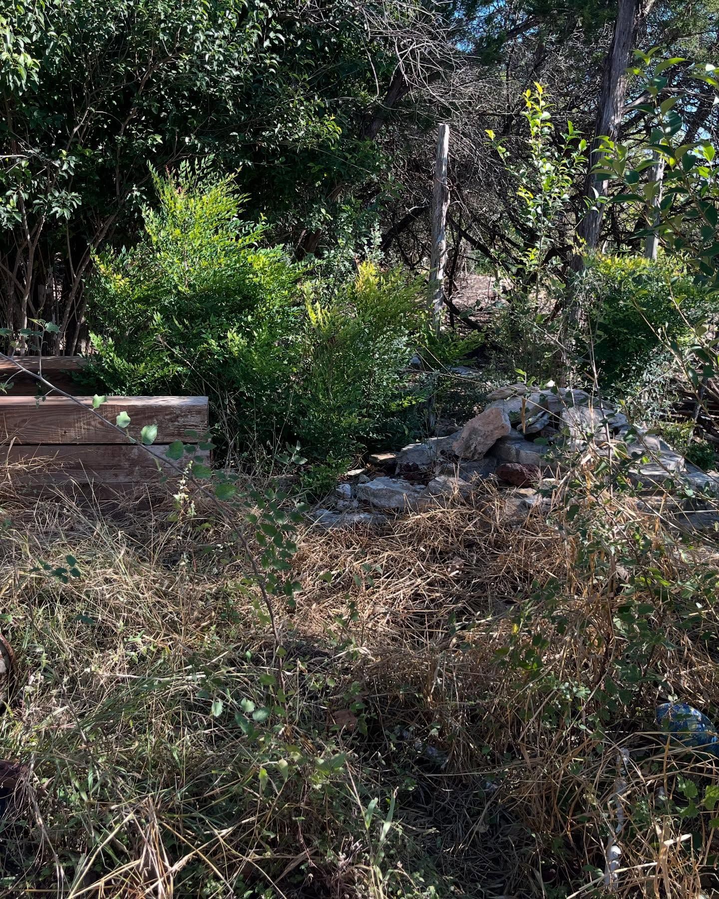 Green and brown vegetation in a natural setting. A wooden structure is on the left.