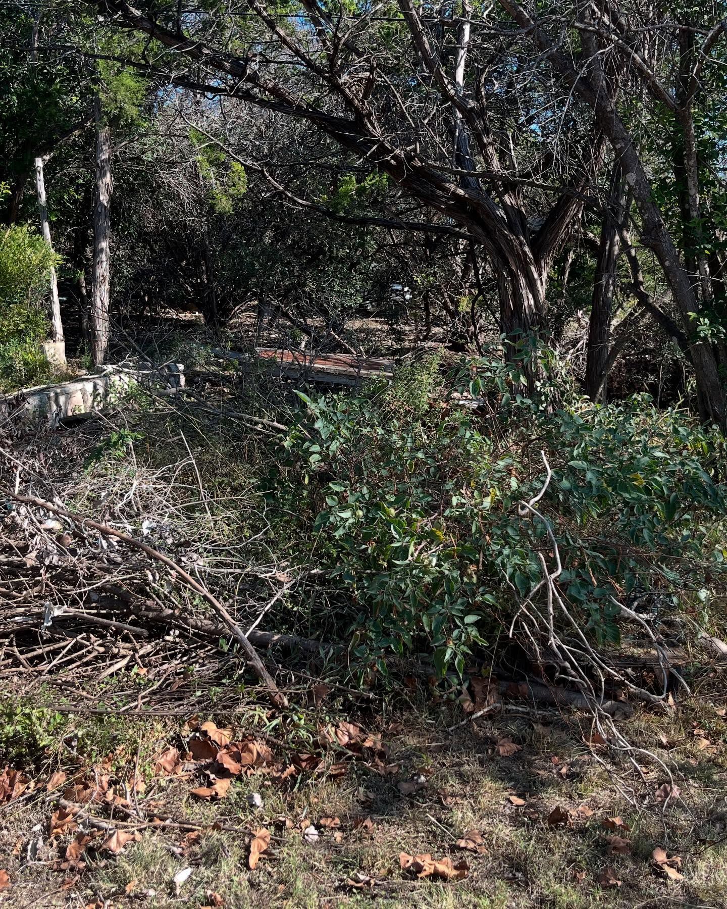 Brush and trees in a wooded area; green and brown foliage with shadows.
