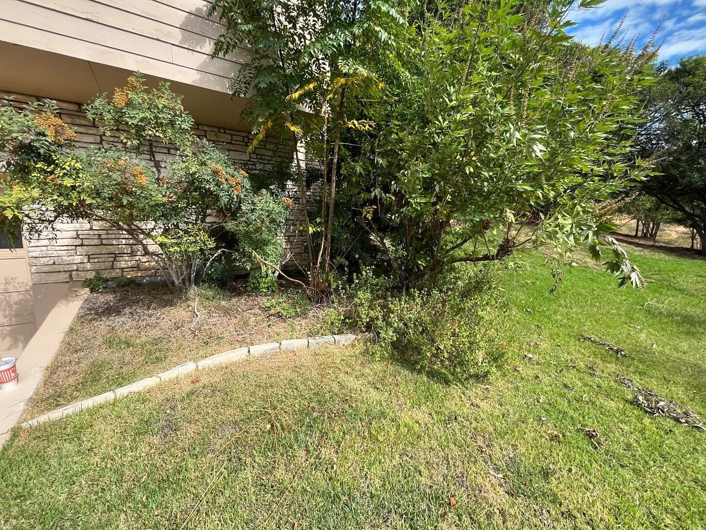 Lawn with overgrown bushes and trees by a building with a stone facade; grassy area.
