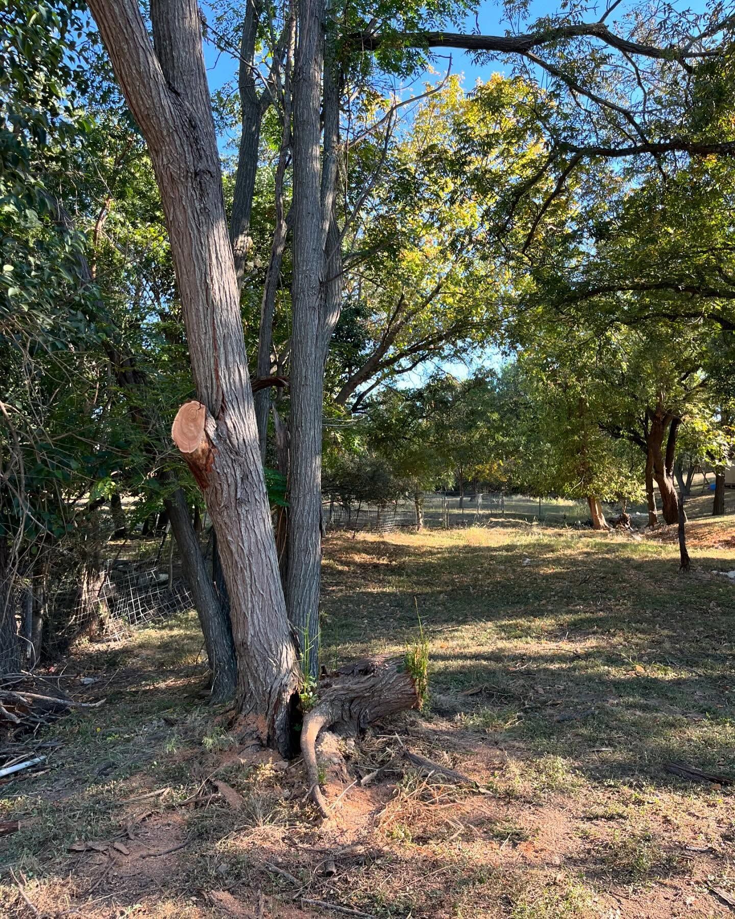Trees in a sunny grassy yard; a branch is freshly cut.