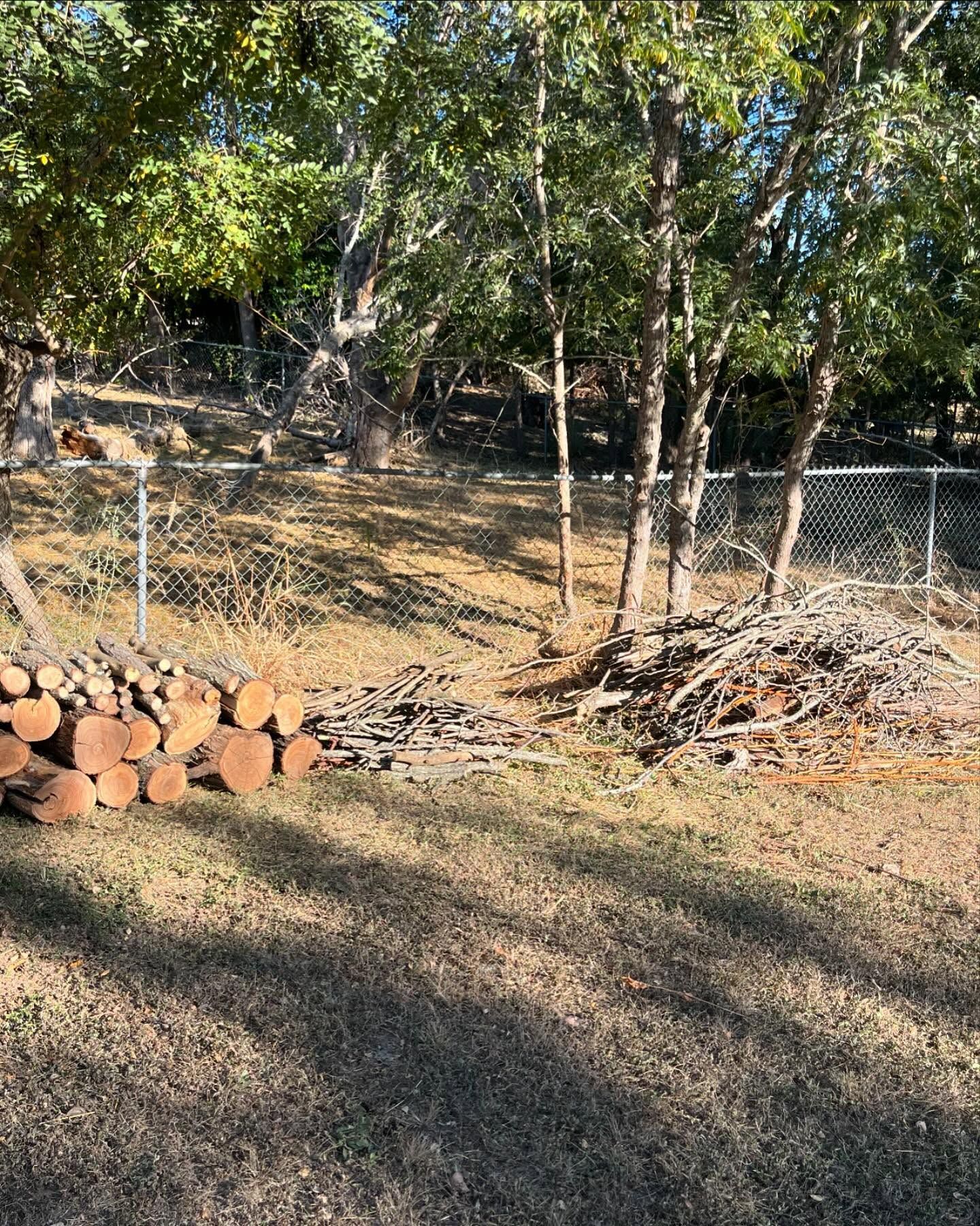 Pile of firewood and brush next to a chain-link fence, under trees in a yard.
