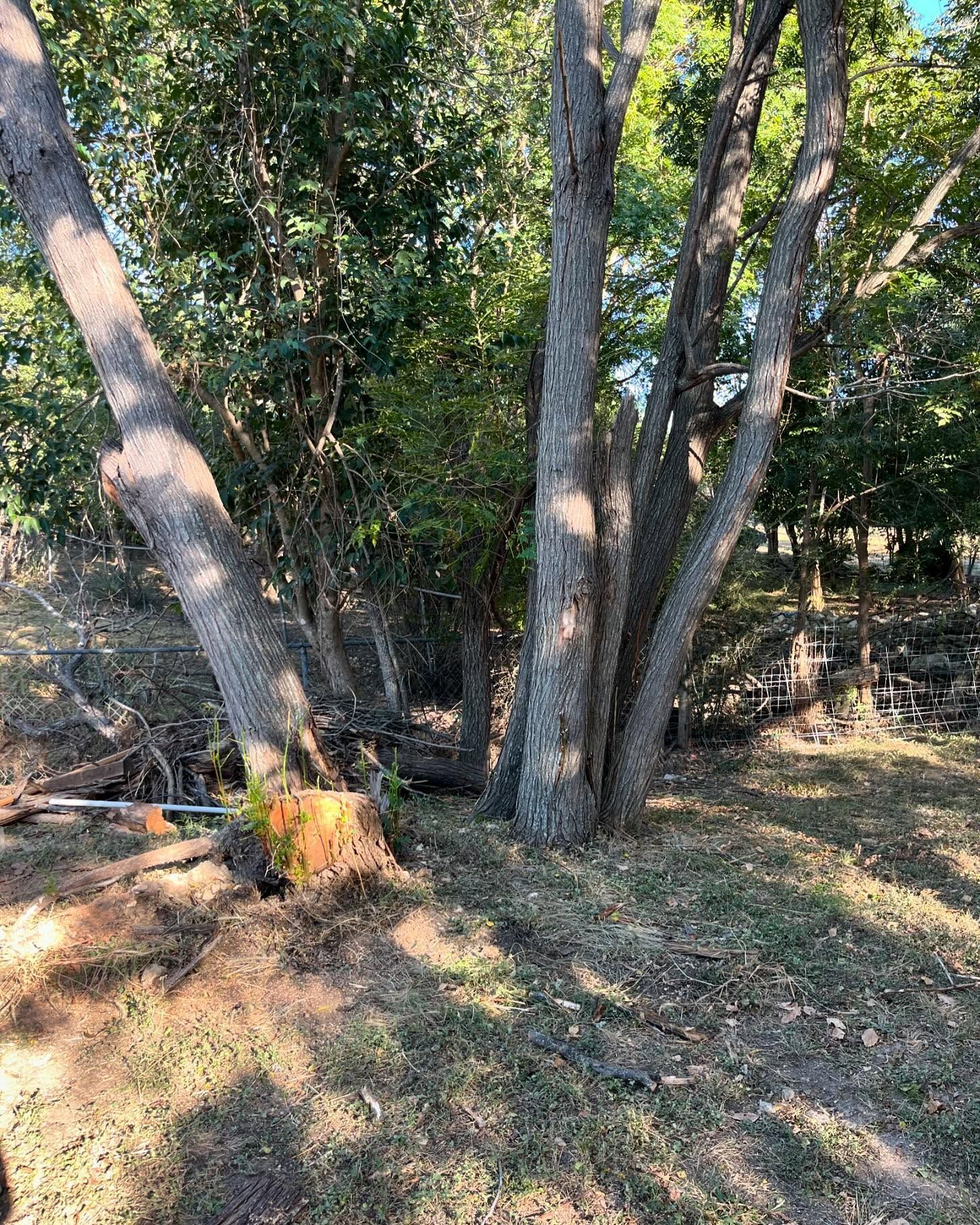 Cluster of trees with multiple trunks in a sunny, grassy clearing. One tree stump visible.