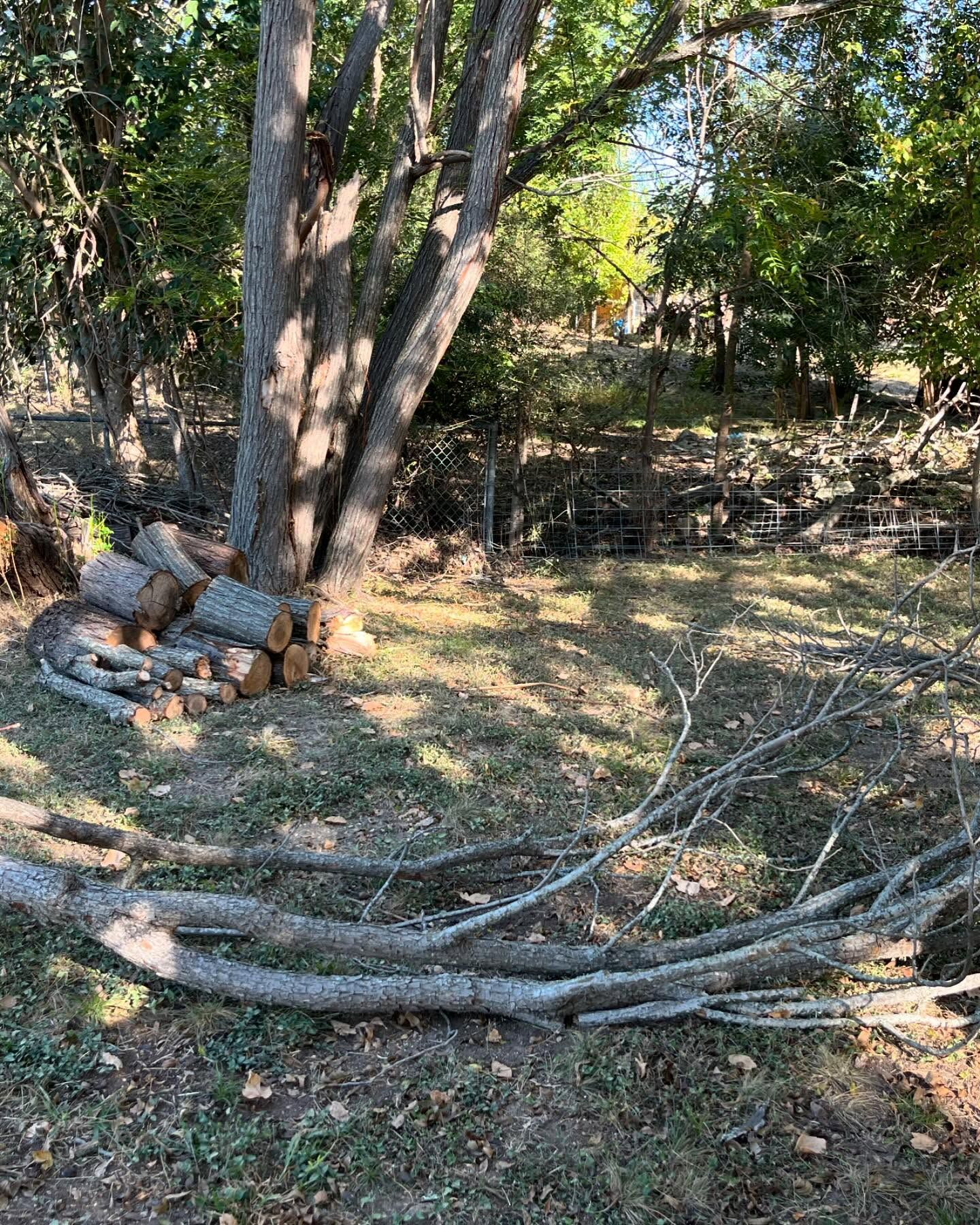 Tree with stacked firewood and fallen branches on the ground in a sunny, wooded area.
