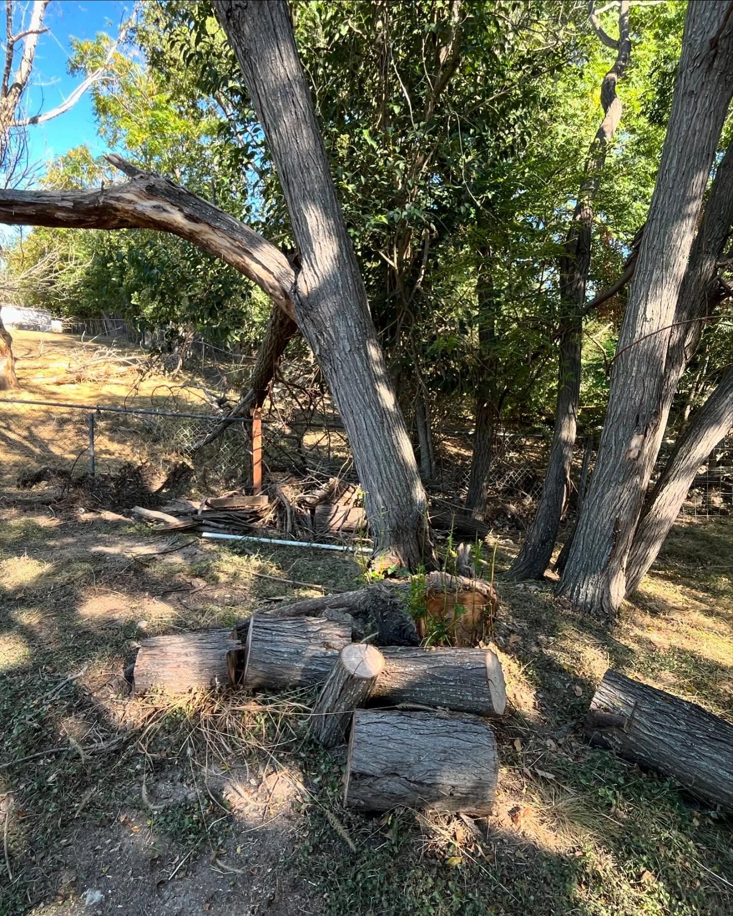 Logs on the ground near trees in a yard. Sunlight illuminates the scene.