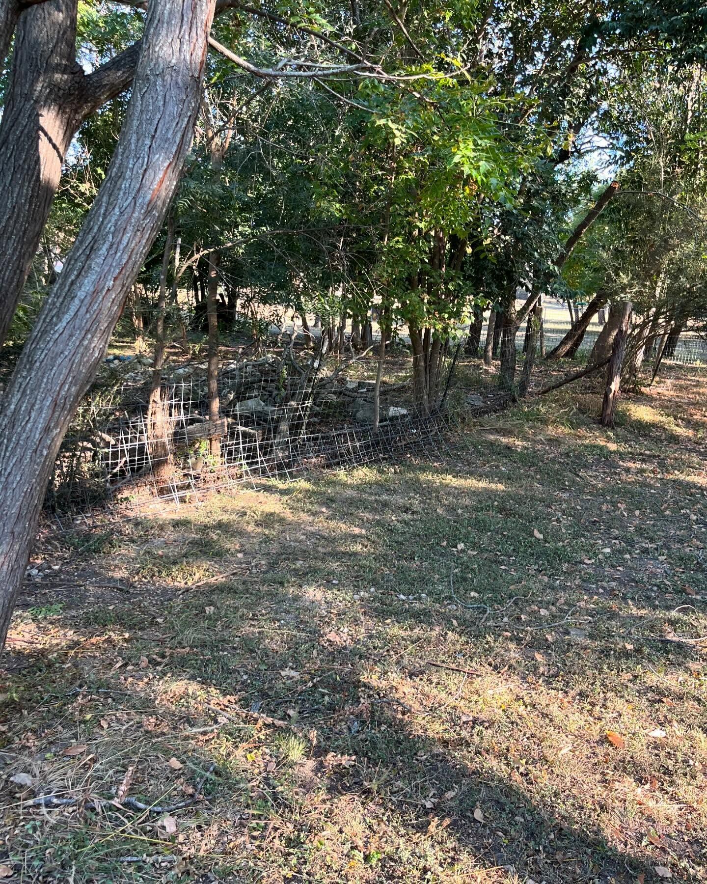 Grassy area with trees in sunlight. Shadowed area has dead leaves and branches.