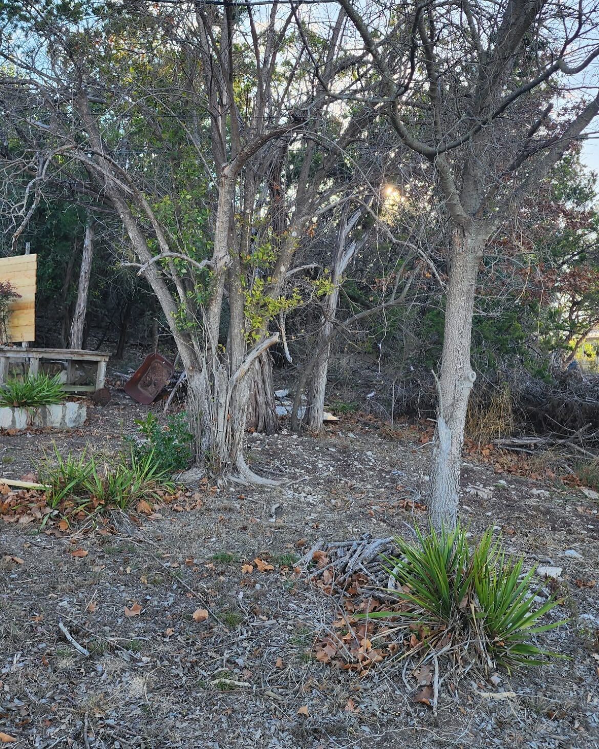 Bare trees in a yard with sparse green plants and a wooden structure on the left.