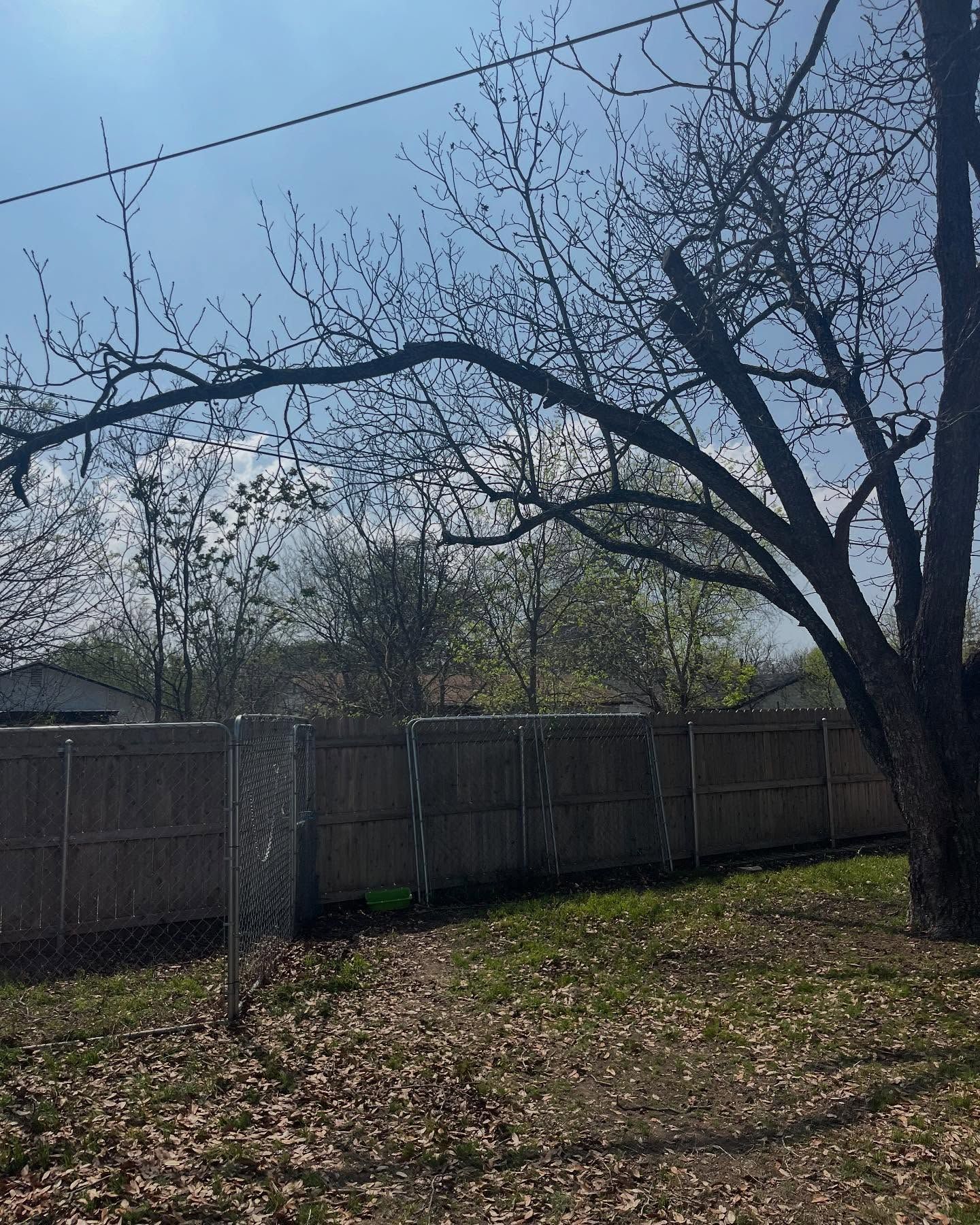 A tree with bare branches over a wooden fence and yard on a sunny day.