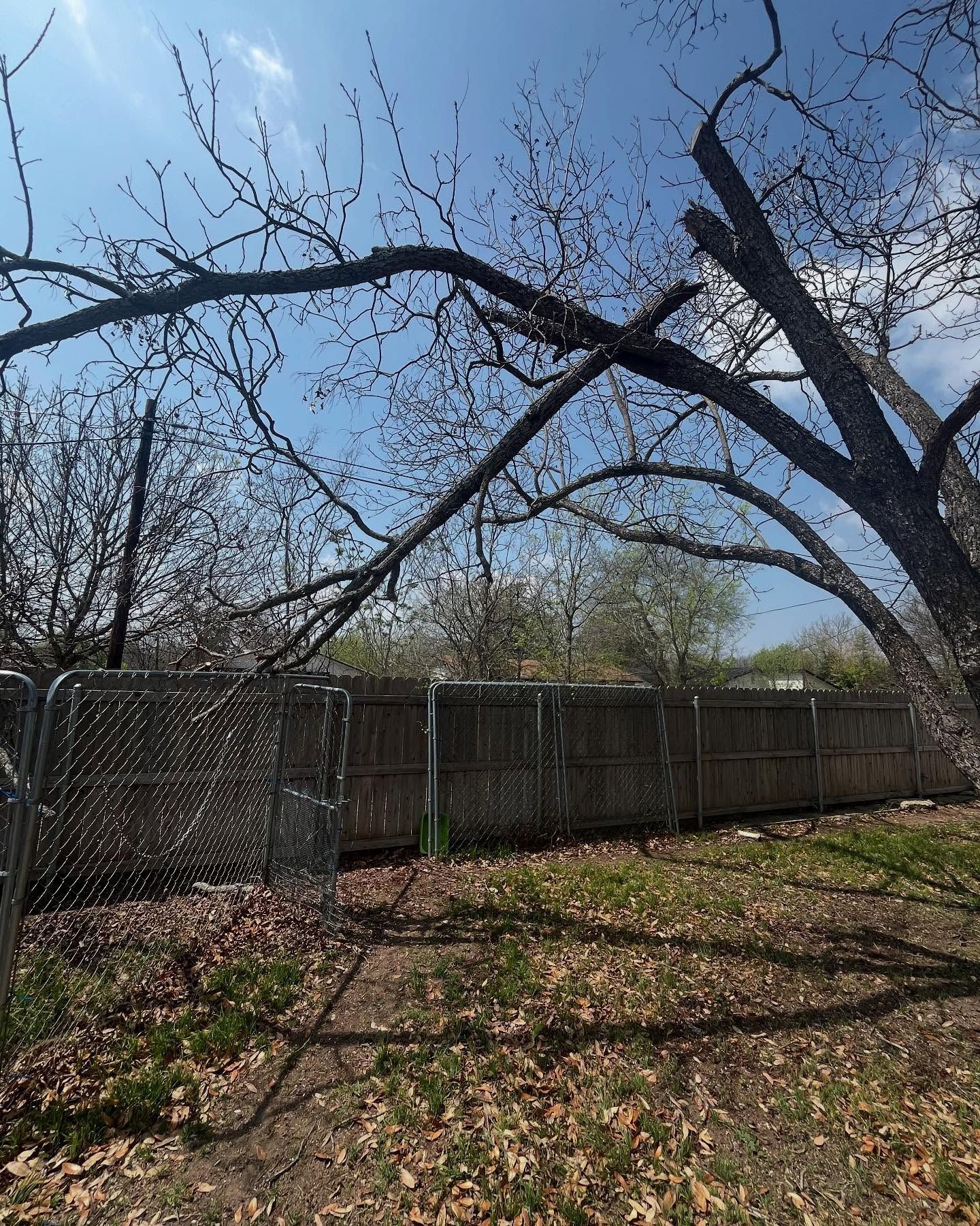 Tree with bare branches overhanging a chain-link fence, on a sunny day.