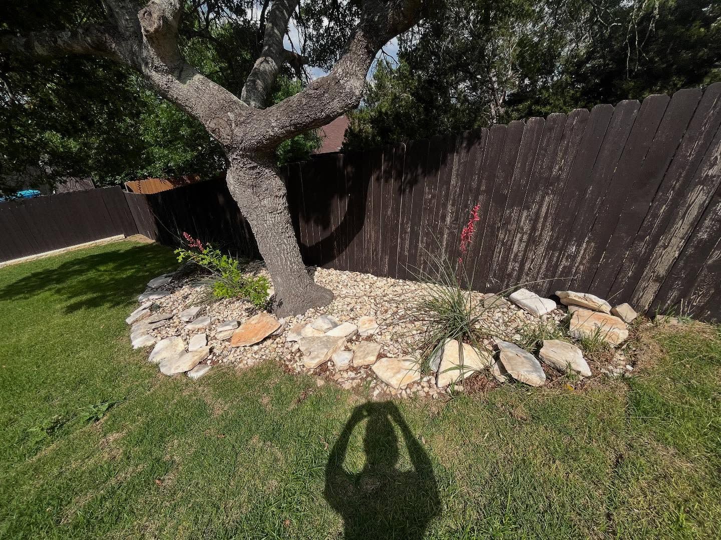 Tree with rock bed base and wooden fence in a grassy yard, shadow of person taking the picture.