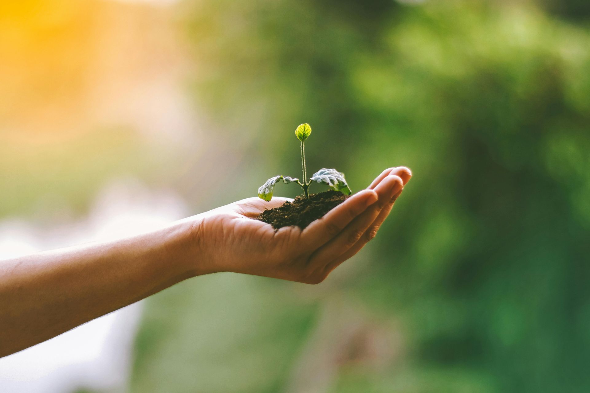 A hand holding a small green plant in soil against a blurred, sunlit green background.