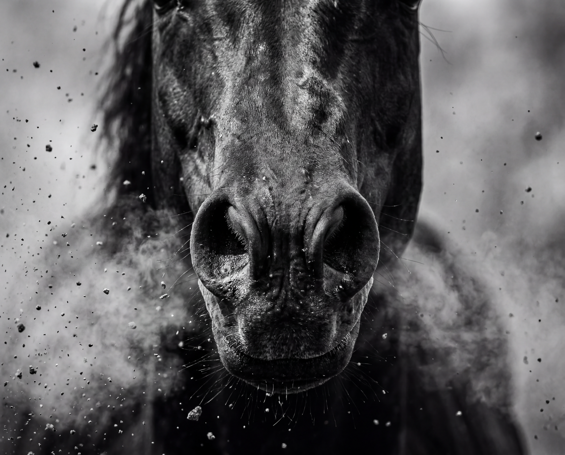 Close-up of a black horse's nose with dust clouding around it.
