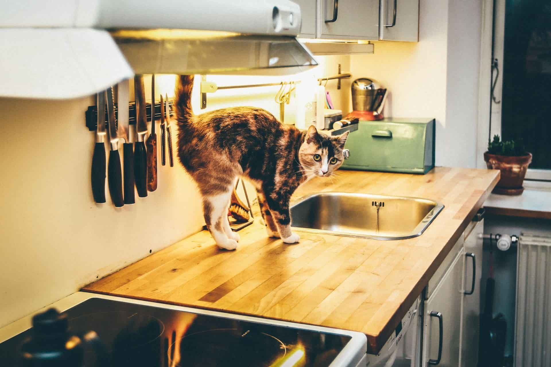 猫厨房水槽