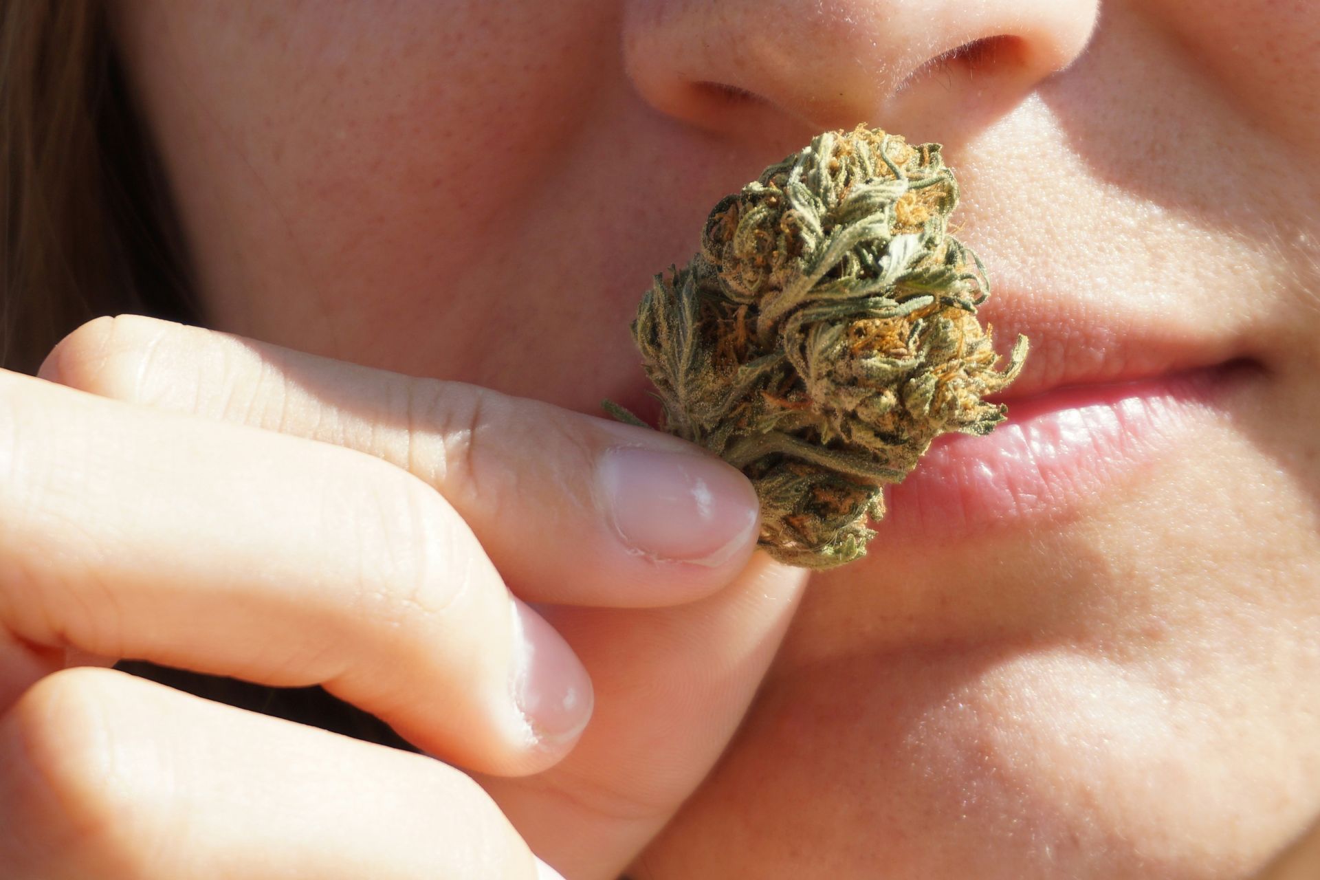 Close-up of a person smelling a cannabis bud, highlighting its effects on the immune system.