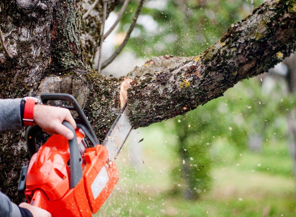 Cutting the Tree Branch — Batesville, AR — Branch’In Out Tree Service