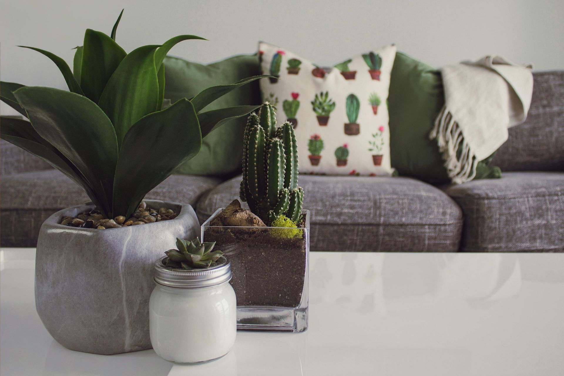 Indoor scene with plants on a white table in front of a gray couch with green pillows and a blanket.