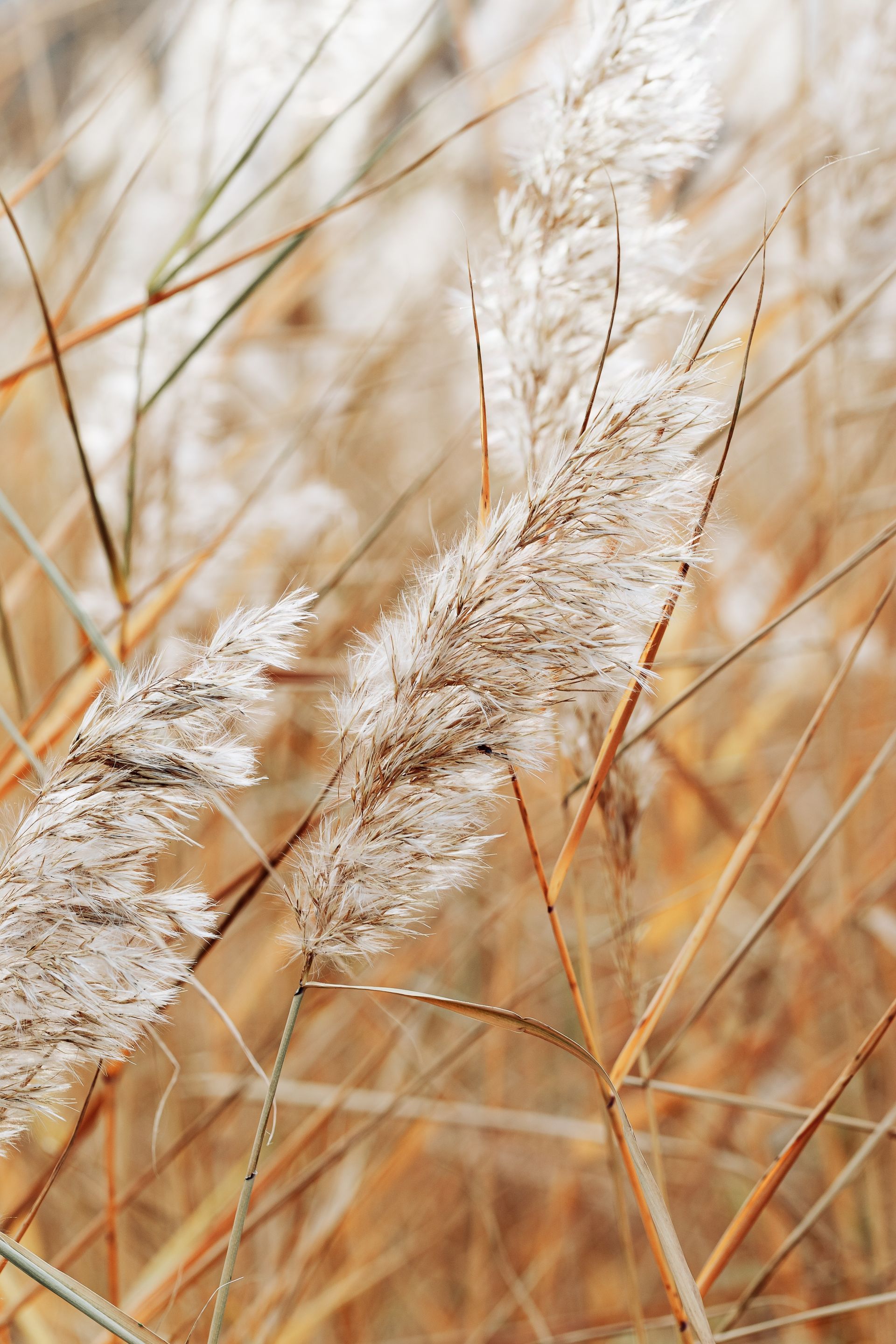 Close-up of fluffy beige reeds with wispy seed heads in a field of golden grasses.