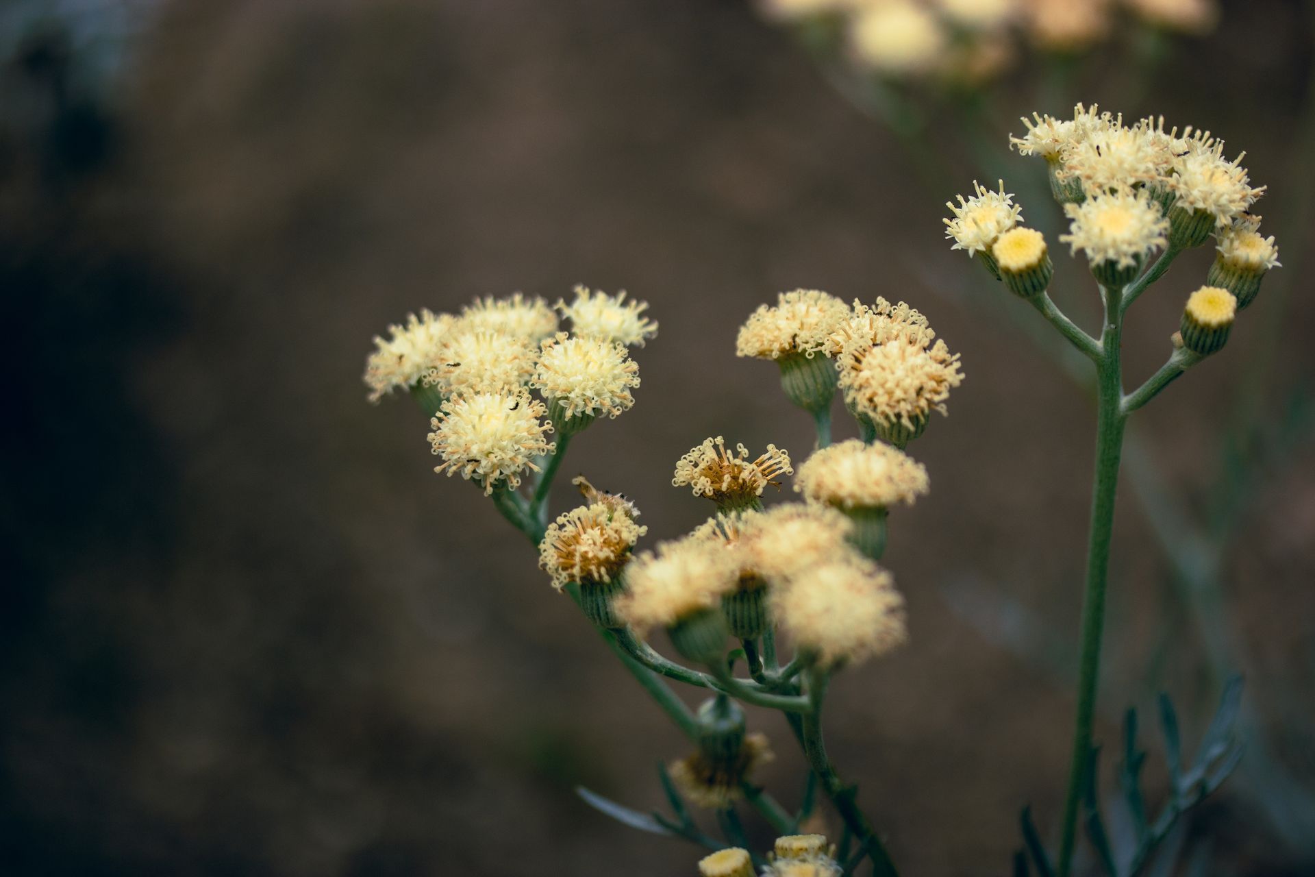 Yellow, round flower clusters on slender green stems; dark, blurred background.