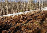 mound system excavation 9