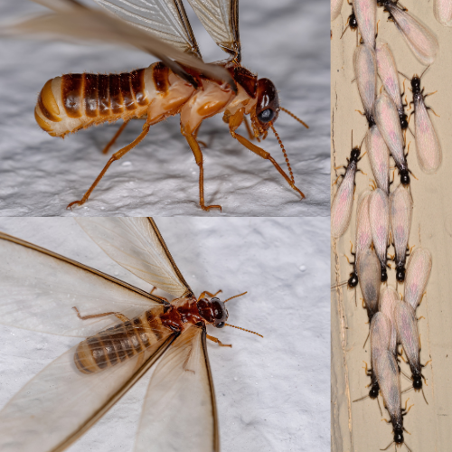 Residential and Commercial Pest Control Exterminators