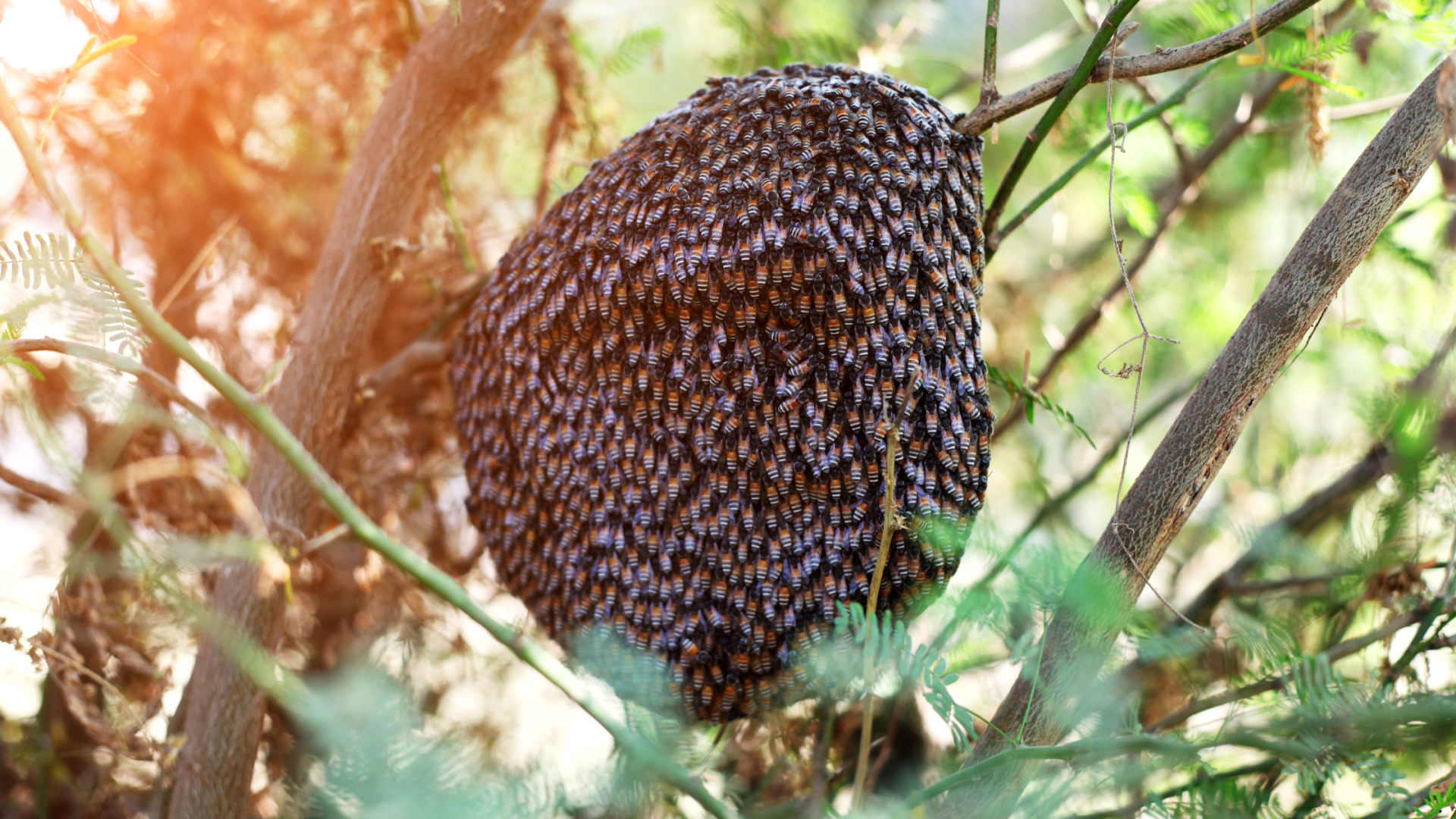 A bee hive in a tree