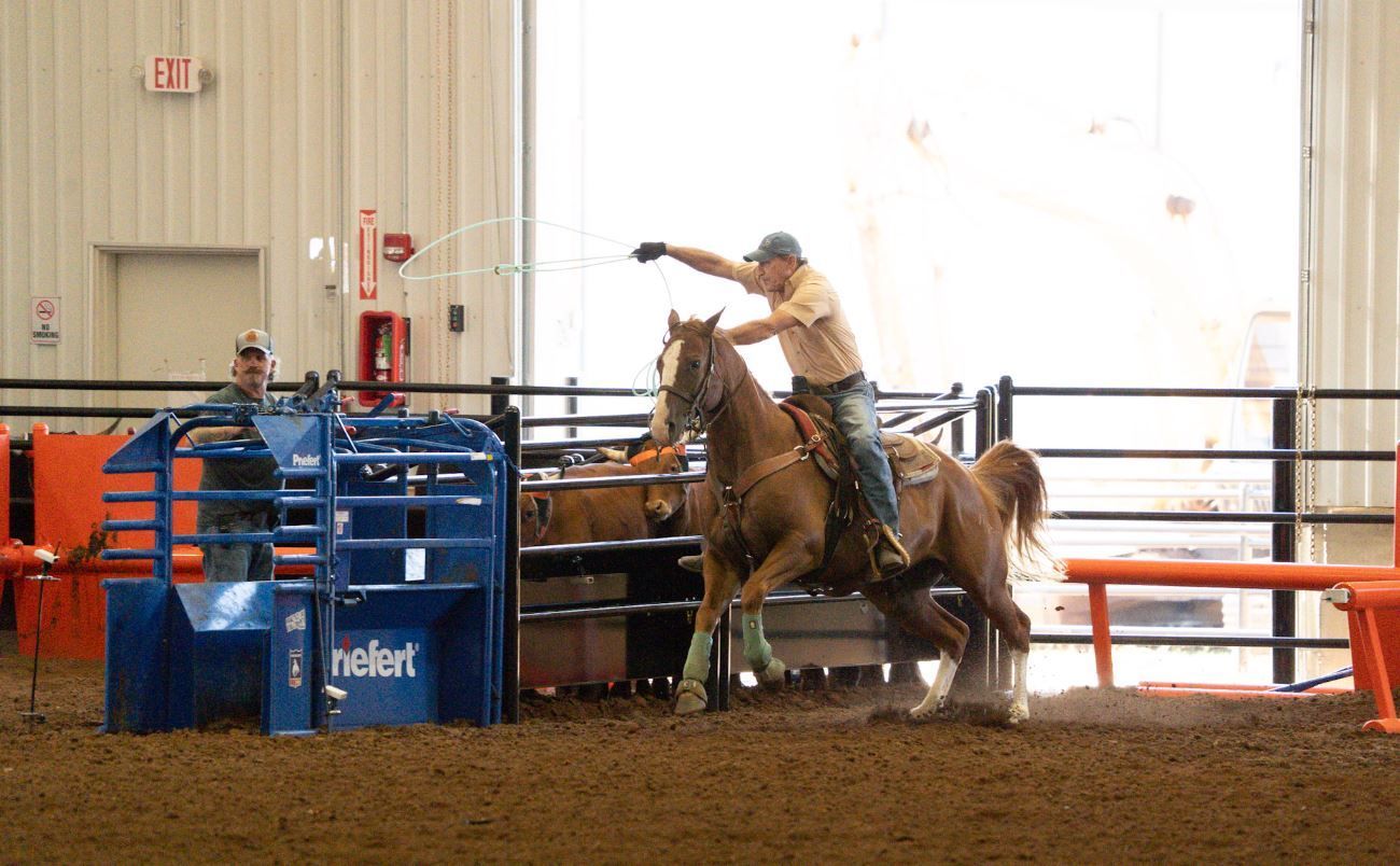 Cowboy roping steer from horseback inside an arena; action shot.