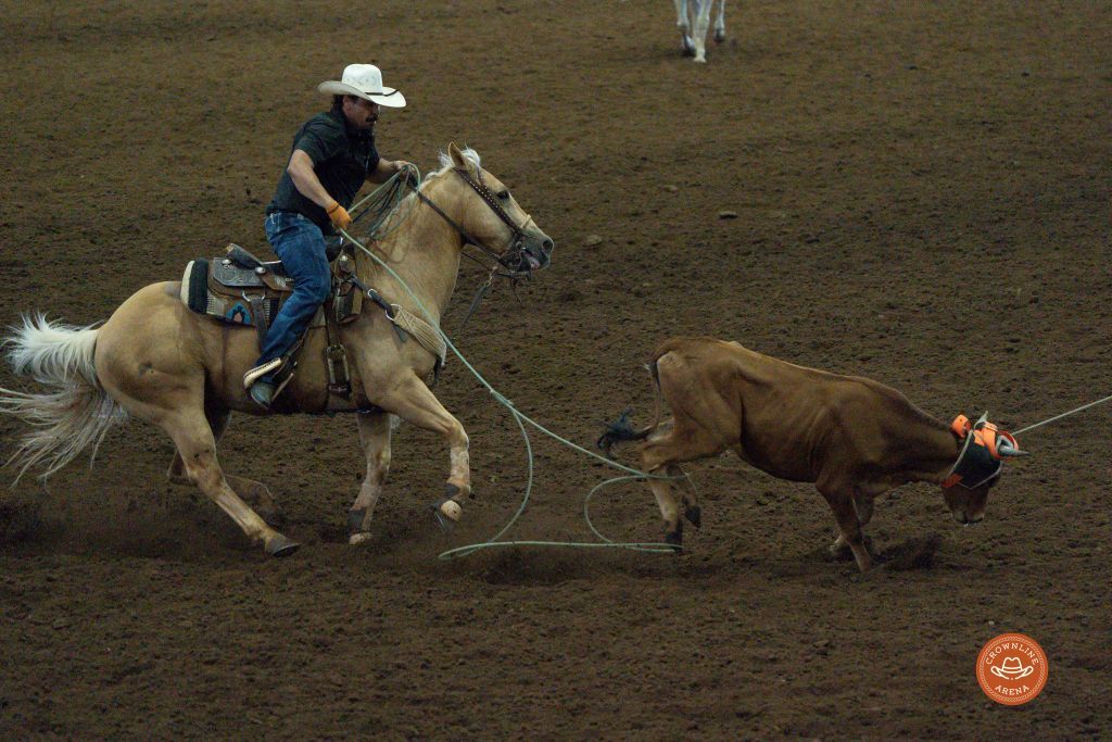 Cowboy on a palomino horse roping a calf in a dirt arena.