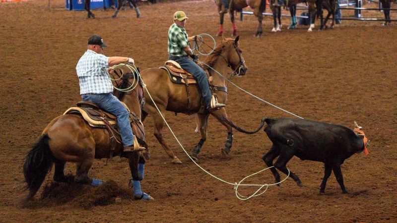 Two cowboys on horseback roping a black calf in a dirt arena.