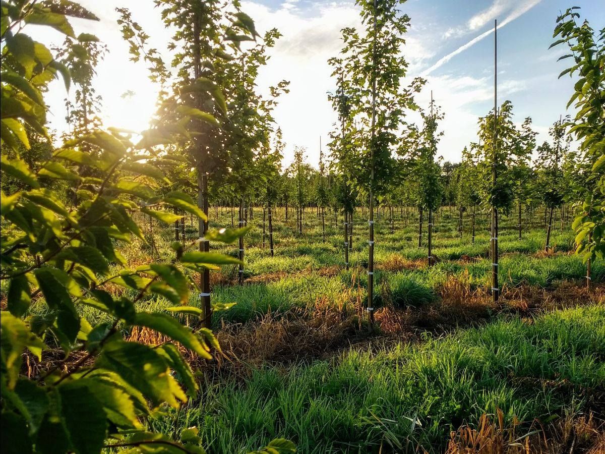 Sunlight streams through rows of young trees in a grassy field.