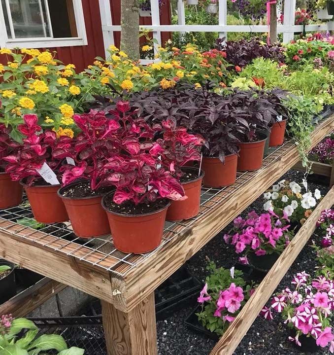 Plants in pots on a wooden display at a garden center, featuring red, purple, yellow, and pink flowers.