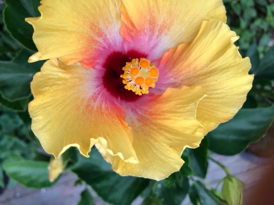 Yellow hibiscus flower with a pink and red center.