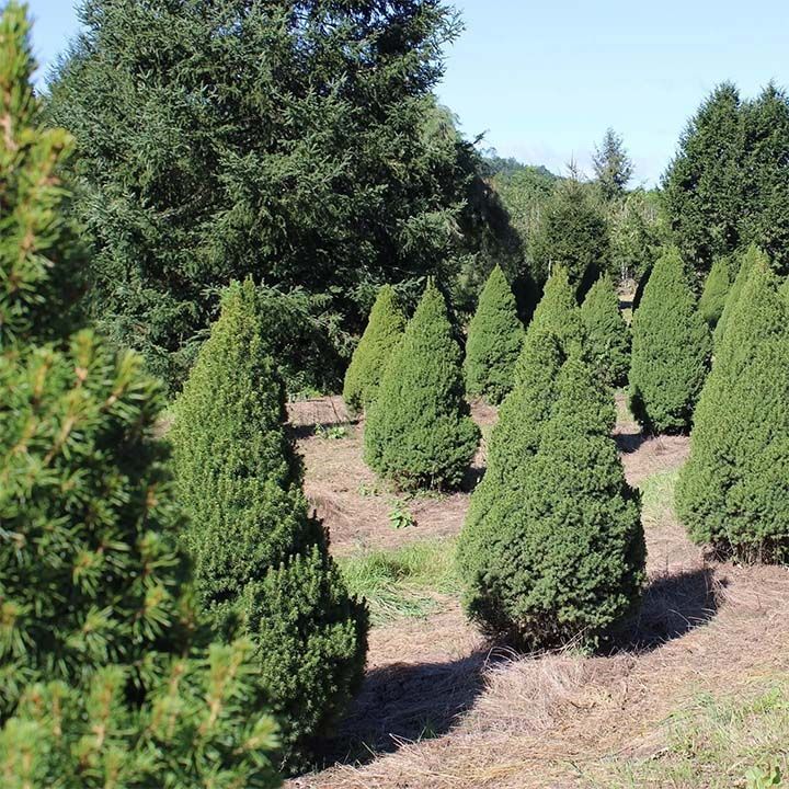 Rows of cone-shaped evergreen trees in a field. Sunny, daytime shot.