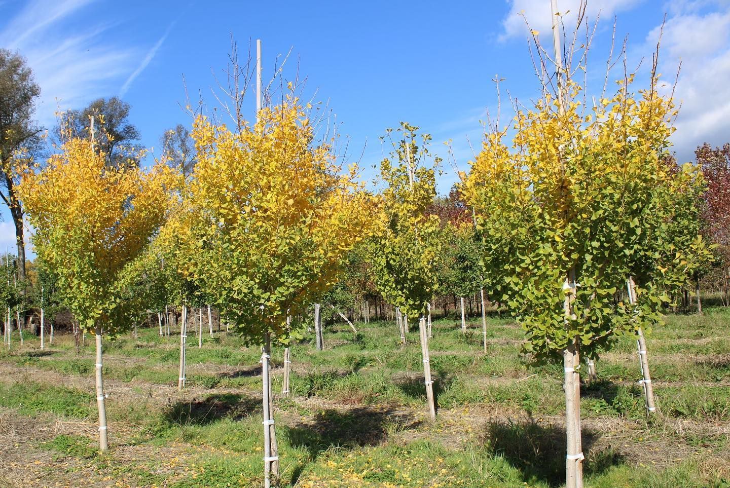 Rows of young trees with yellow and green foliage under a blue sky.