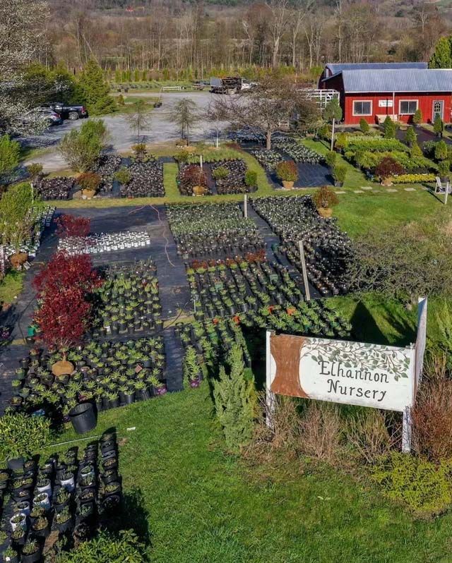 Wholesale Nursery