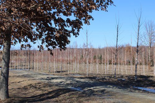 March 2021 Newsletter 