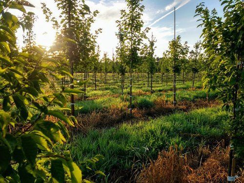 January 2021 Newsletter
