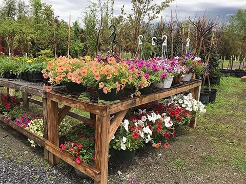 Flowers in colorful pots displayed on wooden shelves at a garden center.