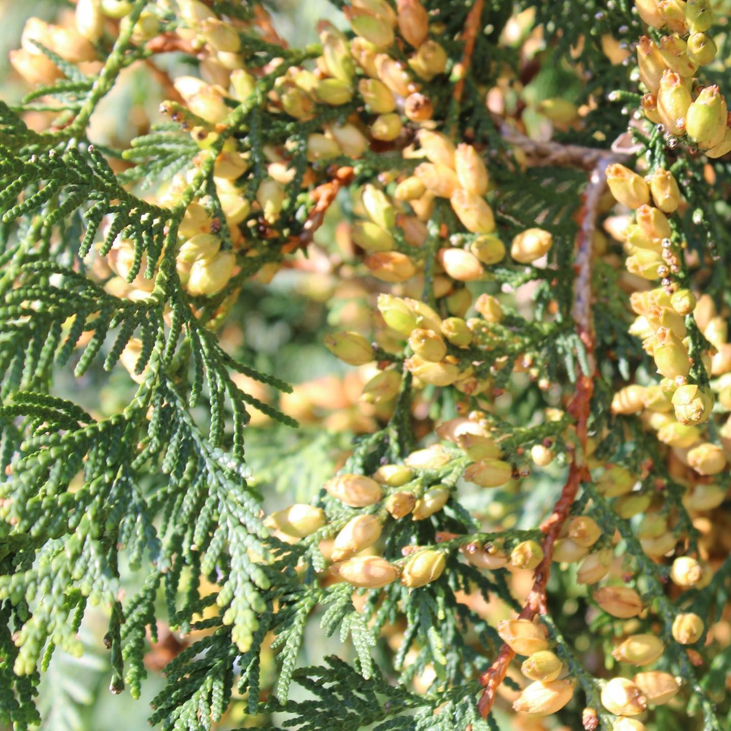 Wholesale Nursery 10