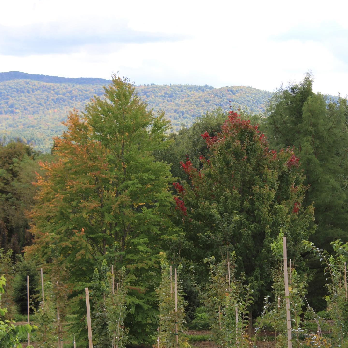 Wholesale Nursery 12