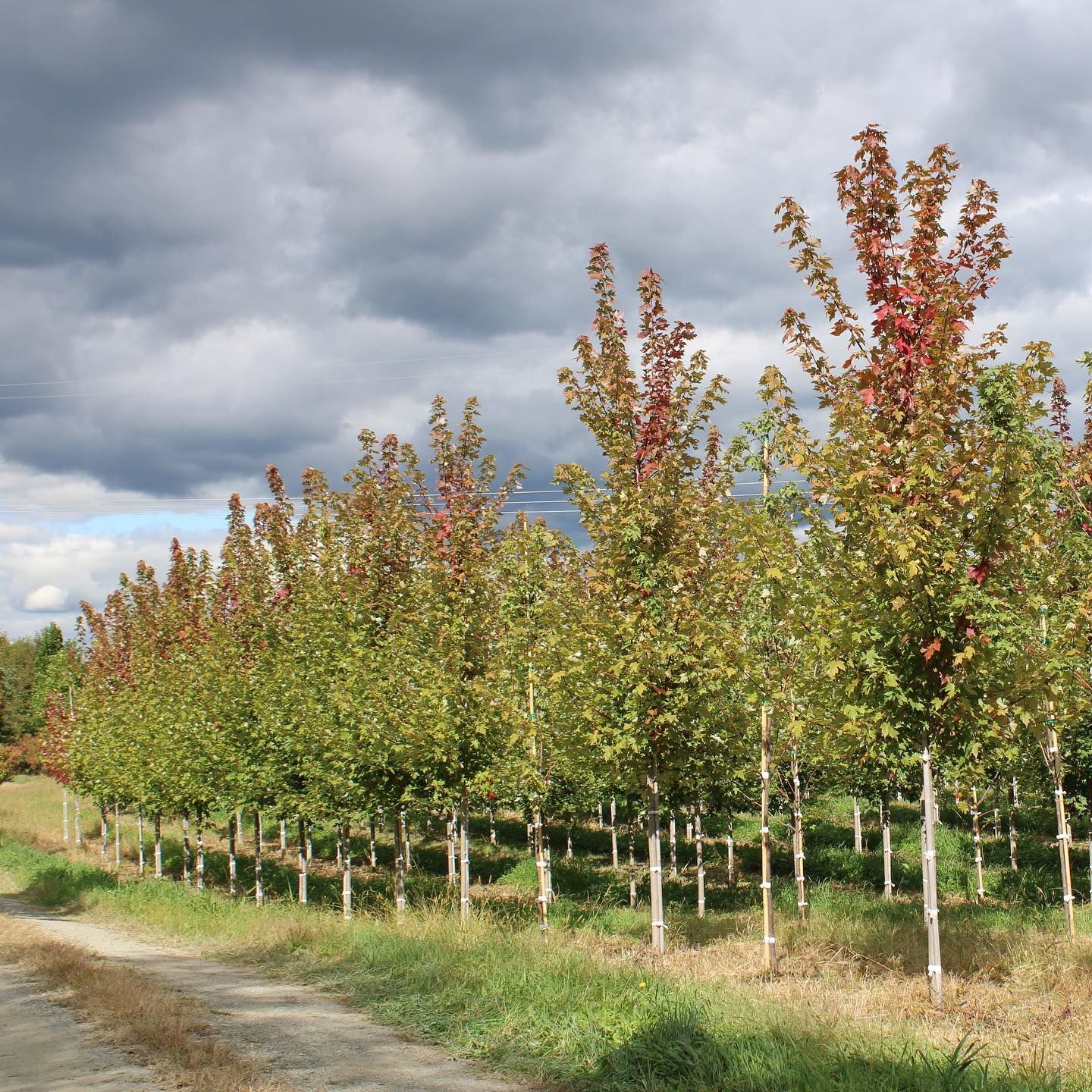 Wholesale Nursery 13