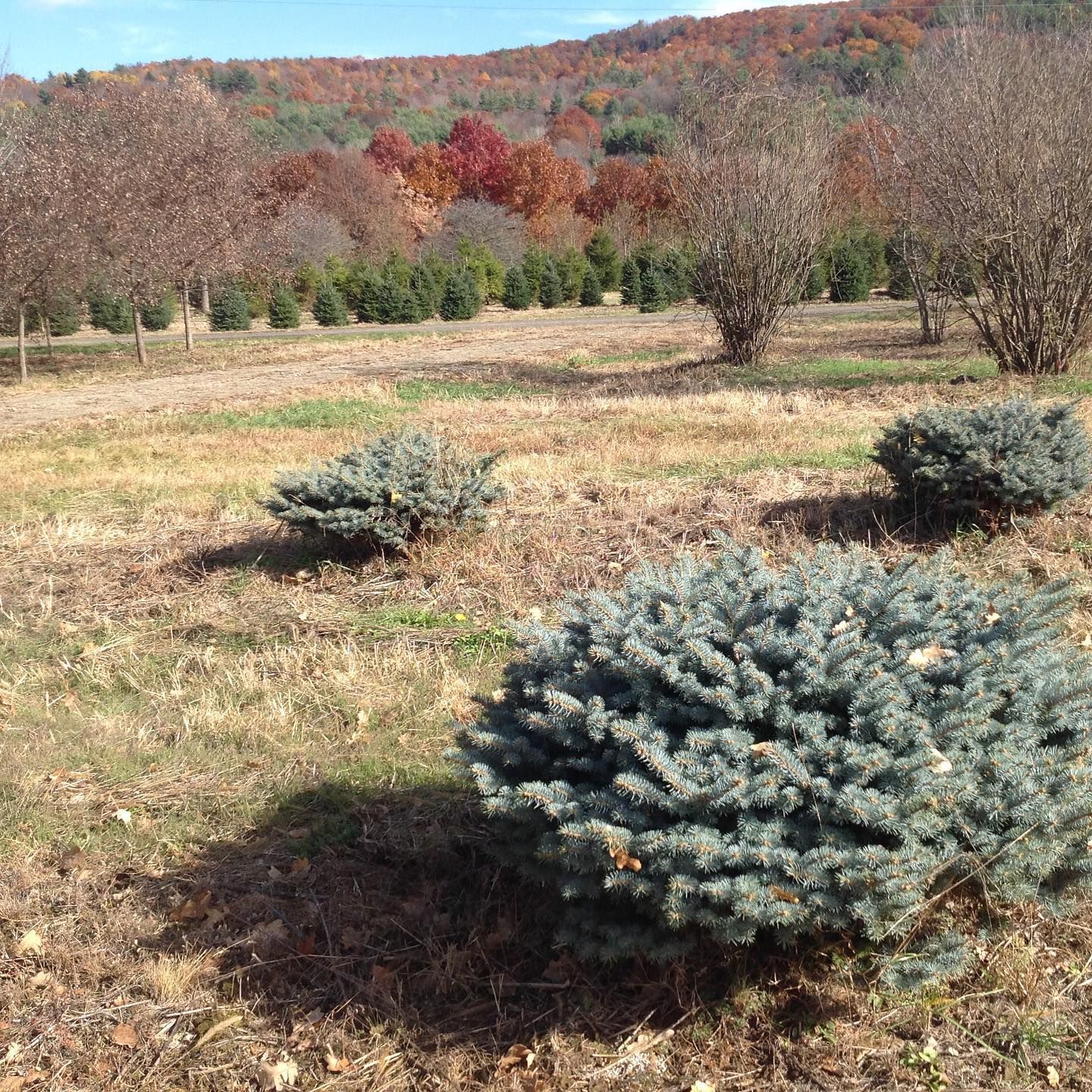 Wholesale Nursery 15