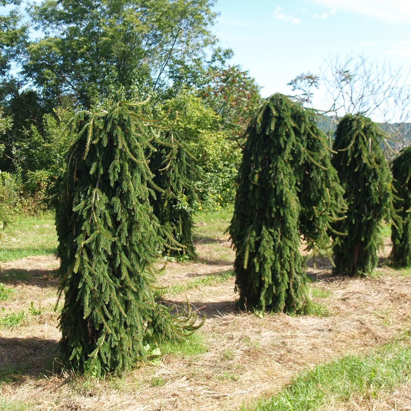 Wholesale Nursery 16