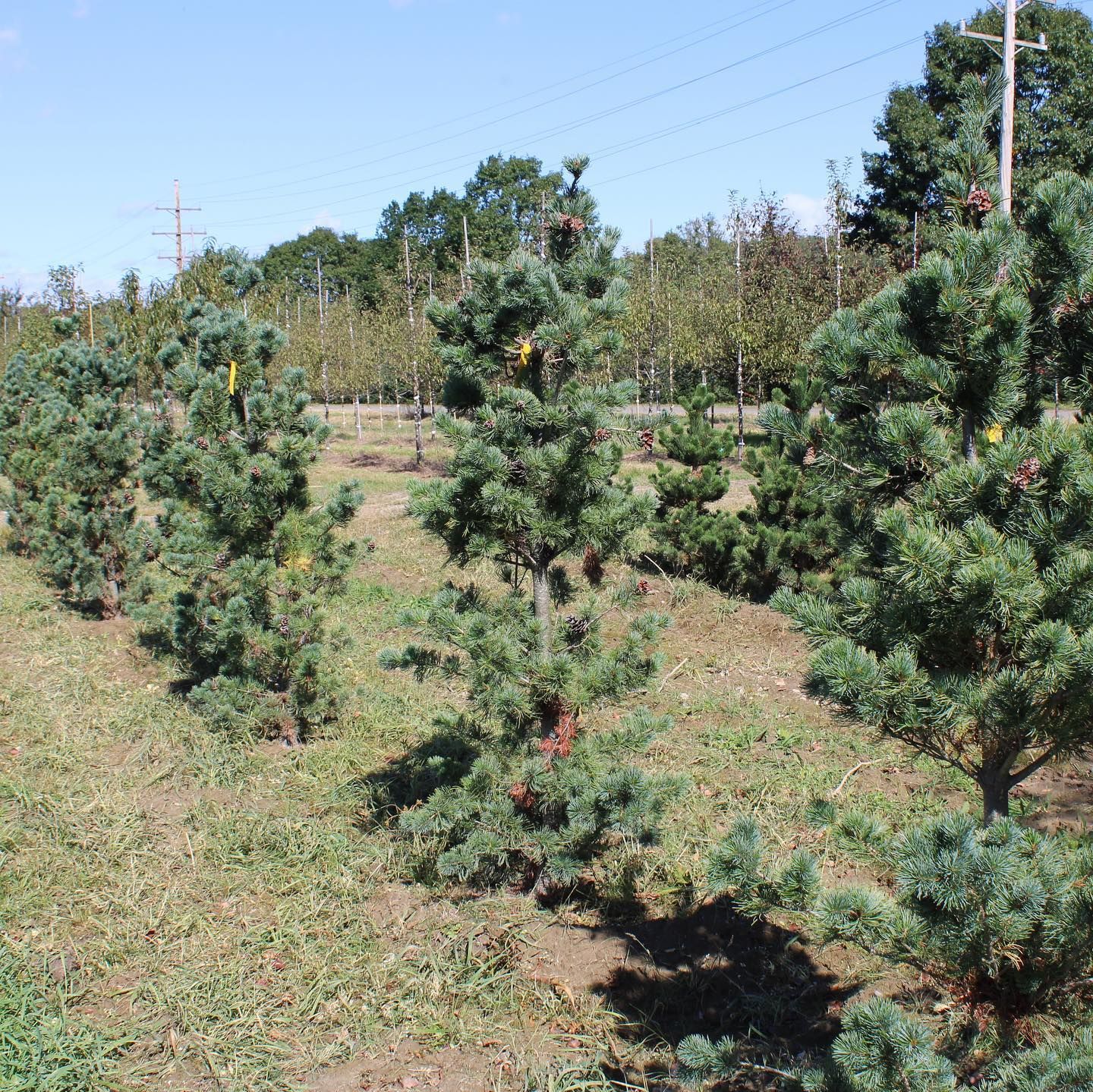 Wholesale Nursery 17