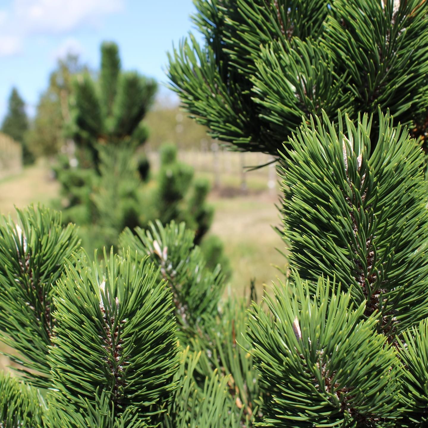 Wholesale Nursery 18