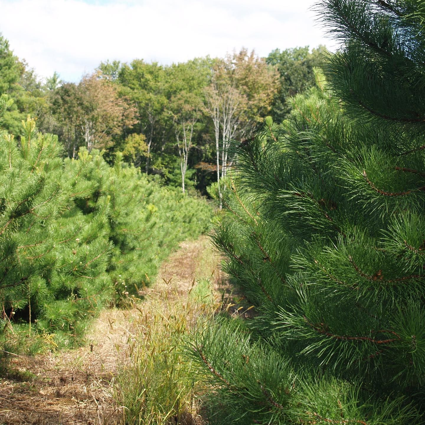 Wholesale Nursery 20