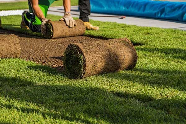Natural Grass Turfs Rolling Over — Aurora, OR — Aspen Lawn & Sprinklers Inc.